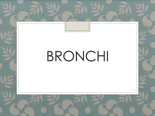 Bronchi and Their Importance in the Respiratory System