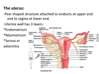 Anatomy of the Uterus and Cervix
