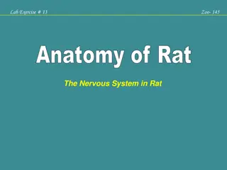 Anatomy of Rat Nervous System and Brain Overview