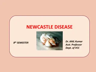 Newcastle Disease in Poultry: Symptoms, Diagnosis, and Prevention
