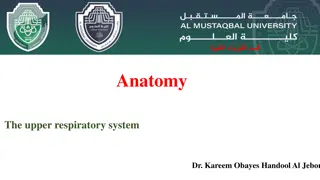 Anatomy of the Upper Respiratory System