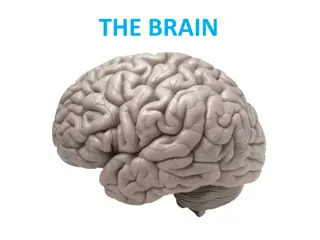 Fun with the Brain - Explore Your Senses and Cognitive Functions