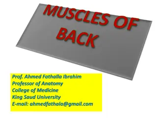 Back Muscles and Their Functions