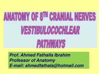 Anatomy of 8th Cranial Nerves & Auditory Pathway Overview