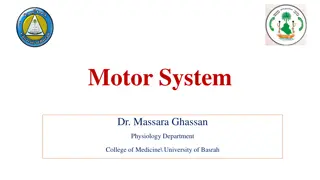 Motor Cortex and Its Functions