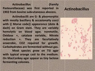Actinobacillus: Characteristics and Diseases in Animals