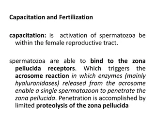 Fertilization Process in Reproduction