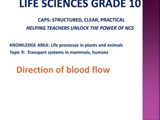 Blood Flow in Humans: Double Circulation System Explained