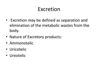 Process of Excretion in the Human Body