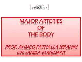 Arterial System: Principles, Anatomy, and Function