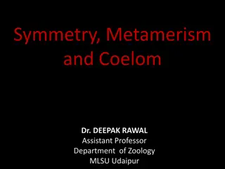 Symmetry, Metamerism, and Coelom in Zoology