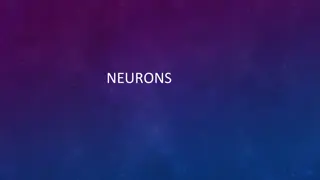 Neurons and Nervous System Structure