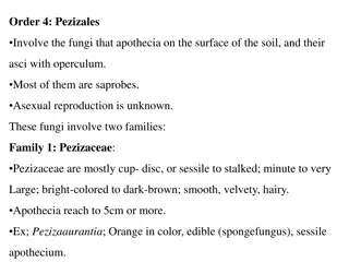 Pezizales Fungi: Pezizaceae and Morchellaceae Families