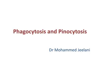 Phagocytosis and Pinocytosis in Cellular Processes
