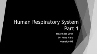 The Human Respiratory System: Anatomy and Functions