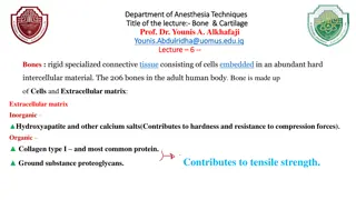 Bone and Cartilage in Human Anatomy