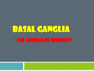 Basal Ganglia and Corpus Striatum Functionality