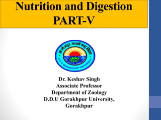 Nutrient Absorption in the Human Digestive System