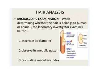 Anatomy of the Small Intestine and Meckel's Diverticulum