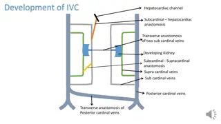 Fascinating Insights into the Development of IVC and Vascular Anastomoses
