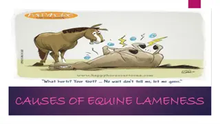 Managing Equine Lameness Injuries