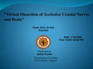Virtual Dissection of Scoliodon Cranial Nerves and Brain for B.Sc. III Year Practical
