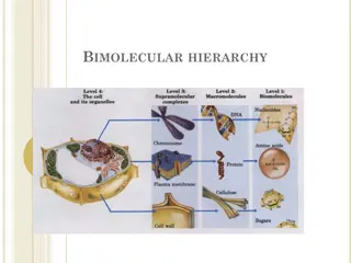 Biomolecular Hierarchy