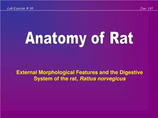 Anatomy of Rat: External Morphology & Digestive System