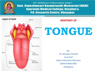 Anatomy of the Tongue