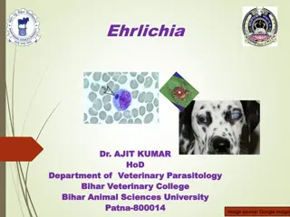 Introduction to Ehrlichia and Its Impact on Dogs