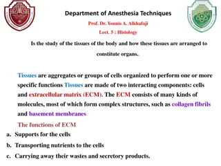 Epithelial Tissues and Their Functions in the Human Body
