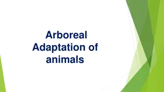 Arboreal Adaptation of Chameleons and Hylas