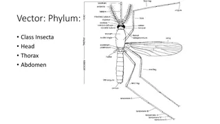 Exploring the World of Arthropods and Mosquito-Borne Diseases