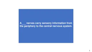 Nervous System: A Comprehensive Guide