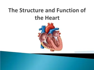 The Structure and Function of the Heart