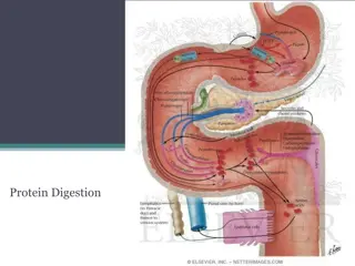 Protein Digestion in the Human Body