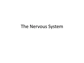 The Nervous System: Organization and Function