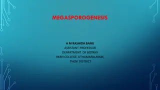 Megasporogenesis and Female Gametophyte Development
