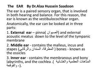 Anatomy of the Ear