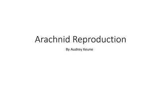 Fascinating Insights into Arachnid Reproduction and Behavior