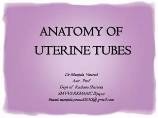 Uterine Tubes Anatomy: Structure, Dimensions, and Functions