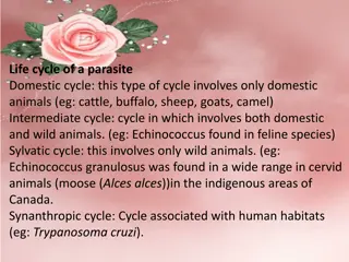 The Complexity of Parasite Life Cycles