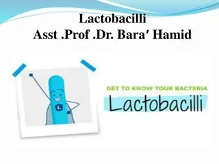 Lactobacilli: Characteristics, Habitat, and Pathogenicity