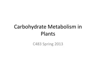 Carbohydrate Metabolism in Plants: Calvin Cycle and Dark Reactions Explained