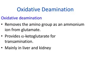 Amino Acid Deamination and Excretory Forms of Nitrogen