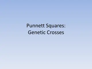 Punnett Squares and Genetic Crosses: Understanding Mendel's Laws
