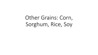 Exploring Various Grains: Corn, Sorghum, Rice, Soy