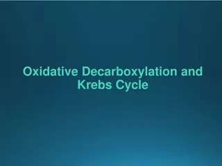 Oxidative Decarboxylation and the Krebs Cycle