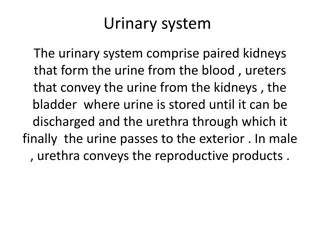 The Anatomy of the Urinary System and Kidneys