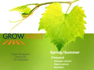 Effective Vineyard Management Strategies for Disease, Weed Control, and Nutrition